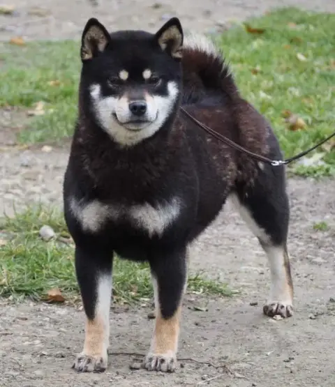 Shiba  Baya Of Skystaff Starbuck photo 3