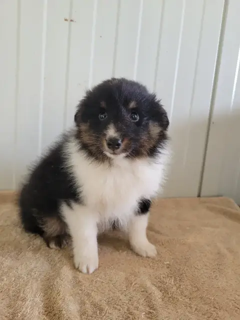 Shetland Sheepdog  Chiot N°1 Des Terres De Bourguenai 0ab08 photo 3