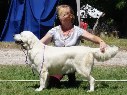 Golden Retriever  Chiot N°4 Des Vents Sacrés D'Aubrio 40022 photo 3