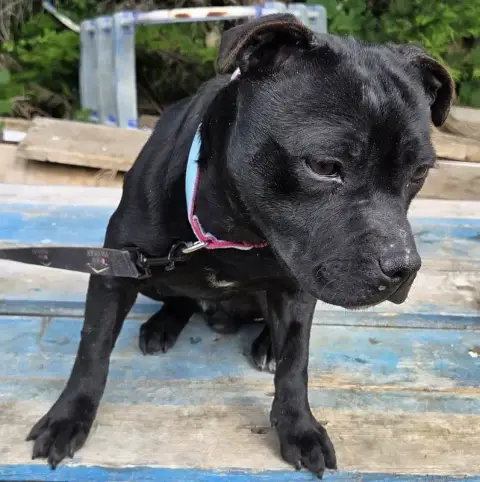 Staffordshire Bull Terrier  Verone