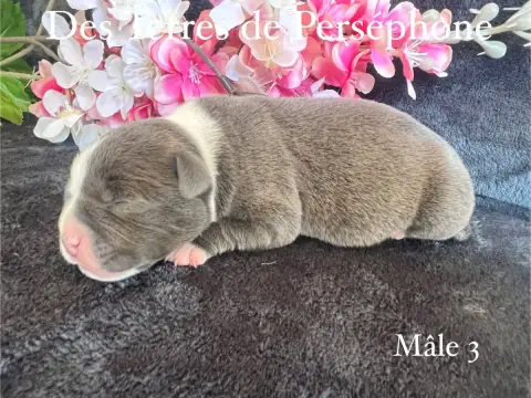Staffordshire Bull Terrier photo 2