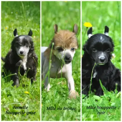 Chiots Chien Chinois À Crête Lof