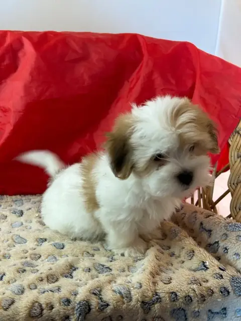 Coton De Tulear  Belvo Du Hameau De Roxane photo 2