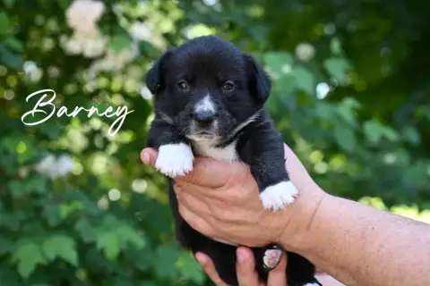 Welsh Corgi Cardigan  Barney Of Arcadia’S Dream