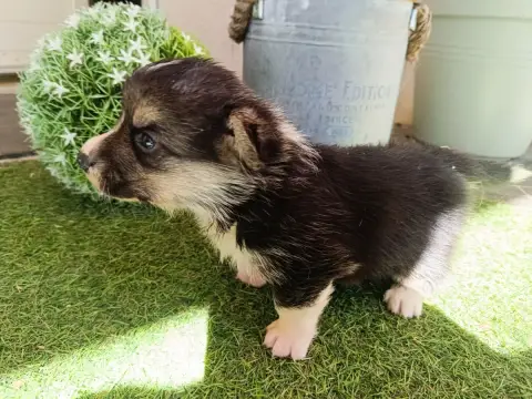Welsh Corgi Pembroke  Brownie Du Logeo De L'Ixaro photo 3