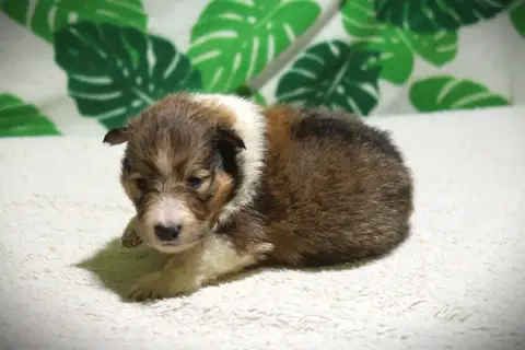 Shetland Sheepdog  Chiot N°2 Des Dames Chanoinesses a3059