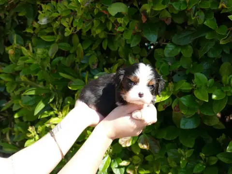Cavalier King Charles Spaniel  Collier Bleu Du Temps  5c1c2