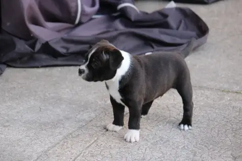 Staffordshire Bull Terrier  Chiot 3 Karukera Empire 6dcd1 photo 2