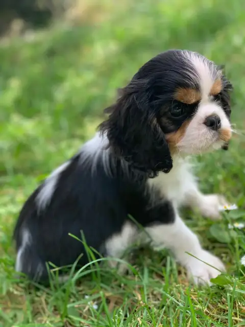 Cavalier King Charles Spaniel  Chiot N°2 Onitsha'S photo 2