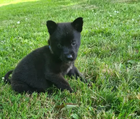Berger Hollandais  Chiot 8 Du Domaine Du Pont De Loye e5040