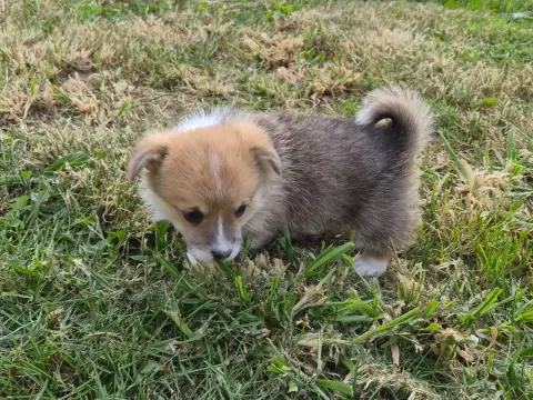 Welsh Corgi Pembroke  B... De Paline photo 3