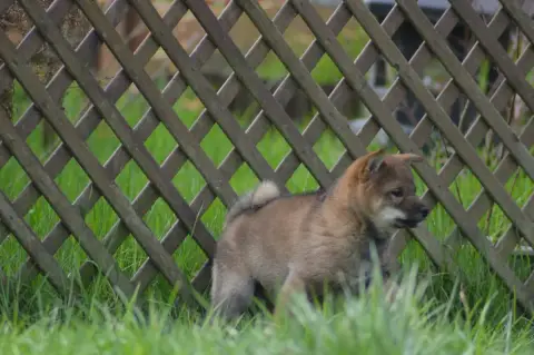 Shiba  Chiot 2 Sumidagawasou photo 2