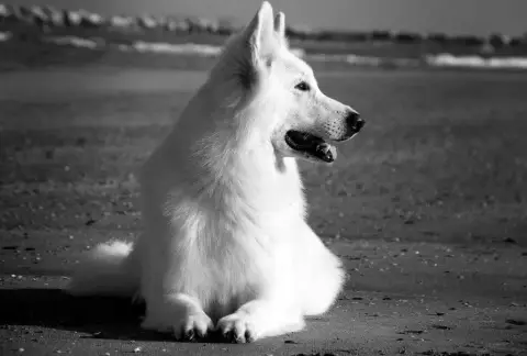 Berger Blanc Suisse  Bloom Des Hauts De Menaurupt photo 2