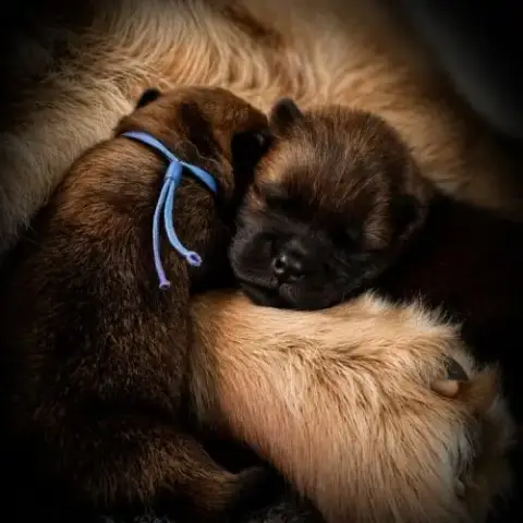 Chow Chow – Portée Unique 2026 🐾