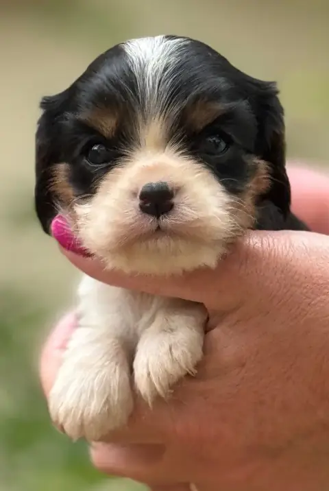 Cavalier King Charles Spaniel  Femelle 3 Du Royaume D 8d039