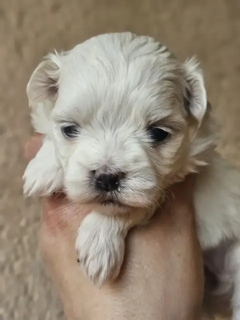 Bichon Maltais  Braye De L'Angelarde