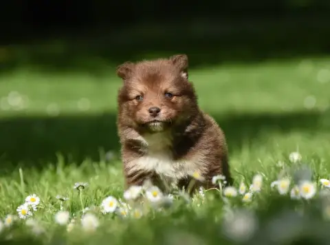 Chien Finnois De Laponie  Chiot N°8 Des Collines De S bdeb7