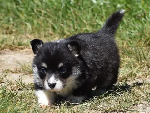Welsh Corgi Pembroke  Blaise De La Folle Emprise photo 3