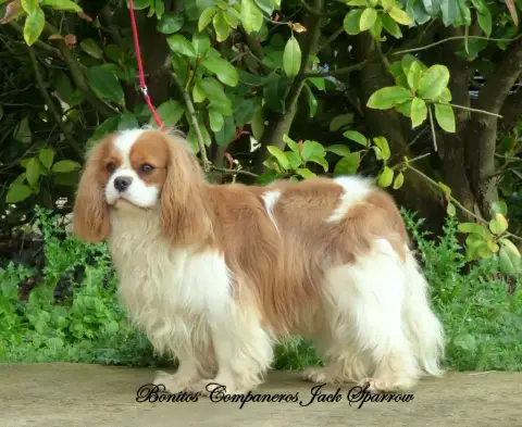 Cavalier King Charles Spaniel  F3 Venise De La Bastid 97ab0 photo 3