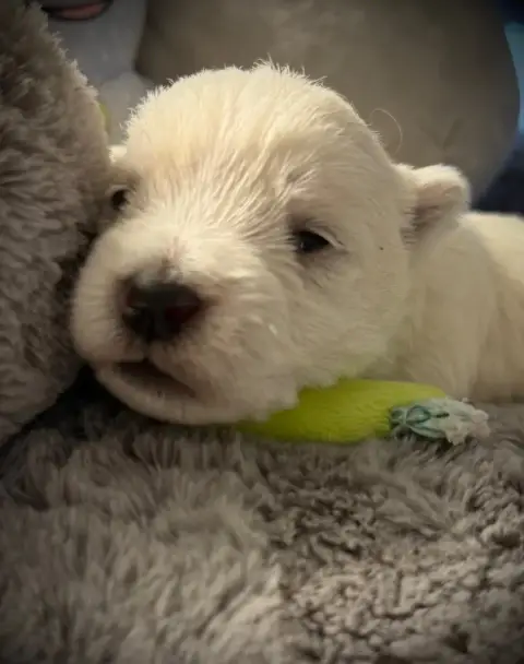 West Highland White Terrier  Chiot N°2 De La Douce So f63d2 photo 2