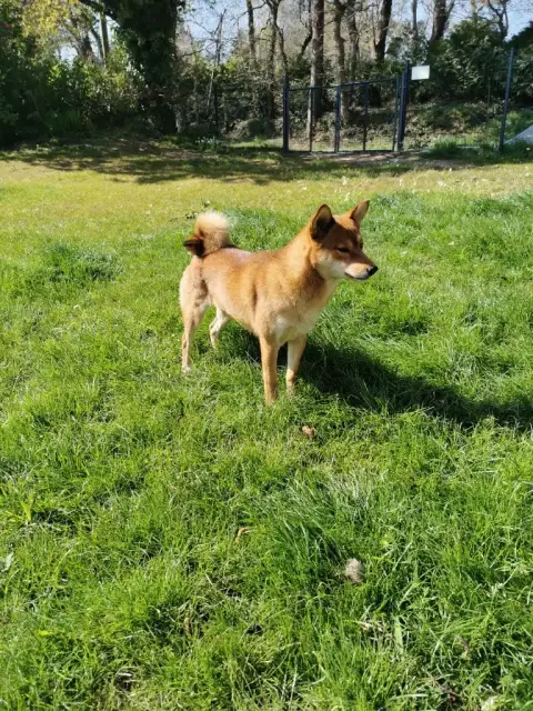 Shiba  Aika Du Domaine Menez Niji photo 3