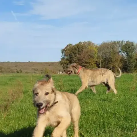Jeune Chienne Levrier Irlandais