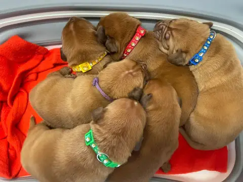 Dogue De Bordeaux  Bleu Des Sources Precieuses photo 3