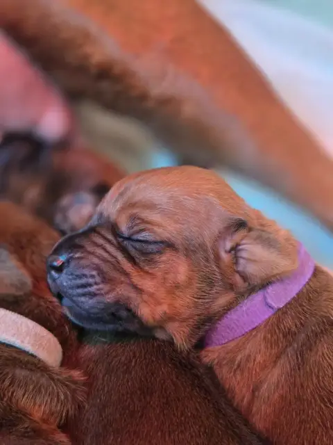 Rhodesian Ridgeback  "Collier Violet " Du Domaine De  31b77
