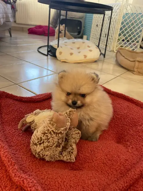 Spitz Allemand  Chiot 1 Des Minis Bouts photo 3