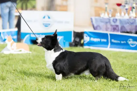 Welsh Corgi Cardigan  Bristol De La Lande D'Escurat a1d33 photo 3