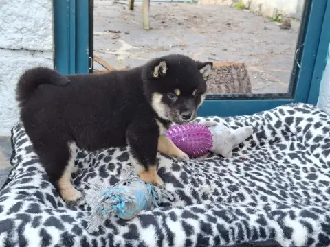 Shiba  Busujima Saeko Of Skystaff Starbuck photo 3