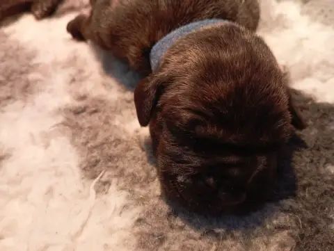 Dogo Canario  Chiot 6 Du Lor'Molosses photo 2