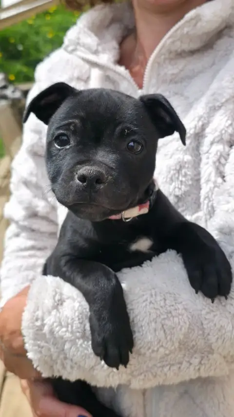 Staffordshire Bull Terrier  Chiot 1 Of Dark Lands