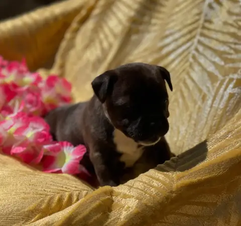 Staffordshire Bull Terrier photo 2