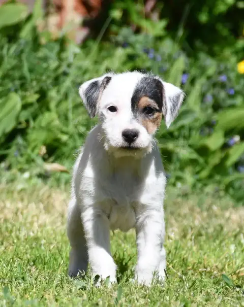 Parson Russell Terrier photo 2