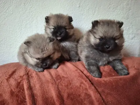Spitz Allemand  Chiot N°4 De Mingyar