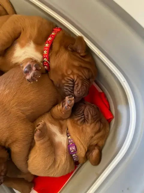 Dogue De Bordeaux  Rouge Des Sources Precieuses photo 3