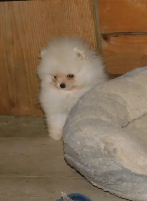 Spitz Allemand  Bimbo Des Spitzsous De Chato photo 3