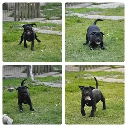 Staffordshire Bull Terrier  Boy Solfarino photo 2