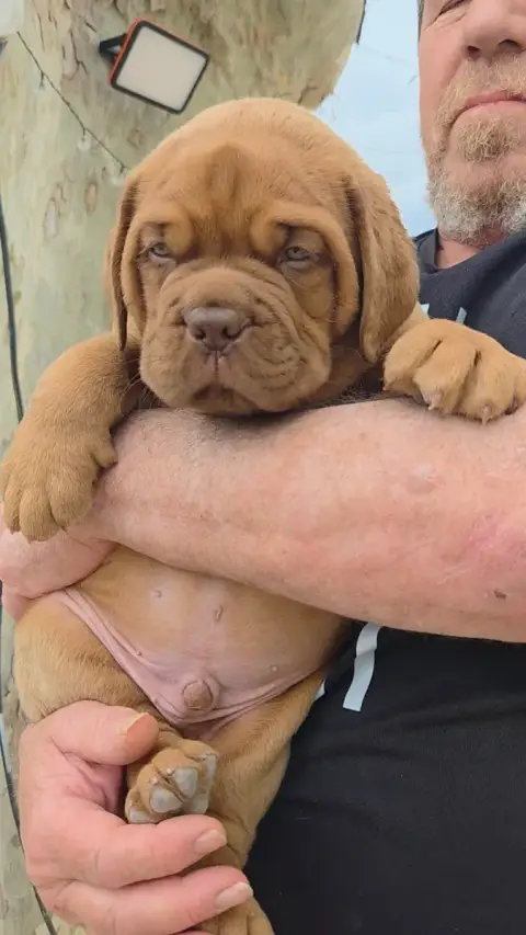 Dogue De Bordeaux  Chiot N°1 De La Riviere De Sunny 762da photo 2