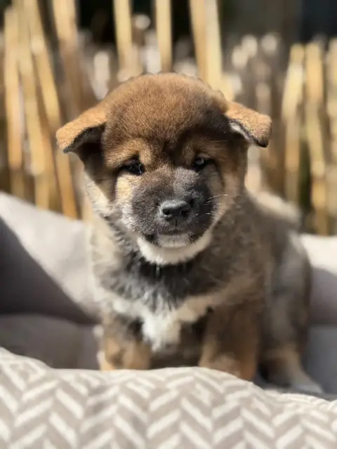 Shiba  Chiot N°3 Du Domaine Du Clos Benoît