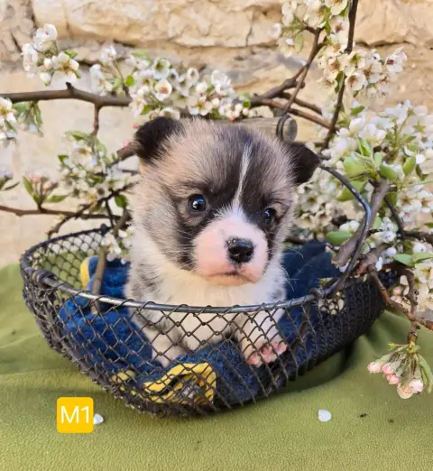 Welsh Corgi Pembroke  Chiot N°1 Domaine Du Mont Tourn 8d79d photo 3