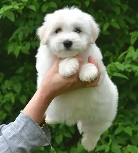 Coton De Tulear  Chiot N°2 De Dame Nature