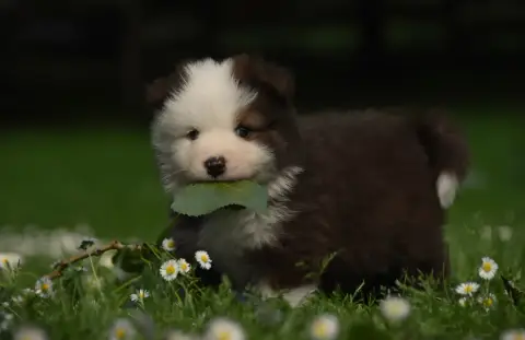 Chien Finnois De Laponie  Chiot N°3 Des Collines De S 8fe44