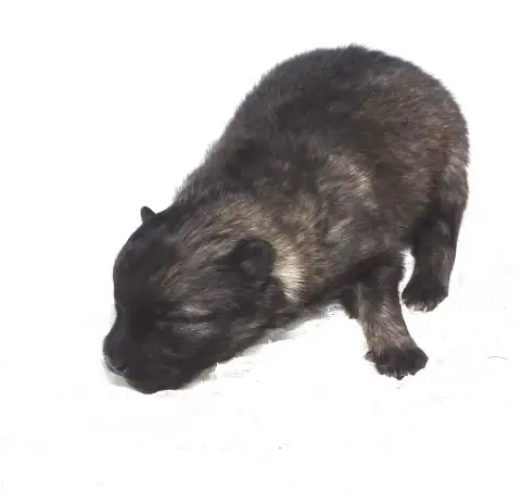 Spitz Allemand  Chiot Femelle Spitz Loup Lof 1 Des Se d021d