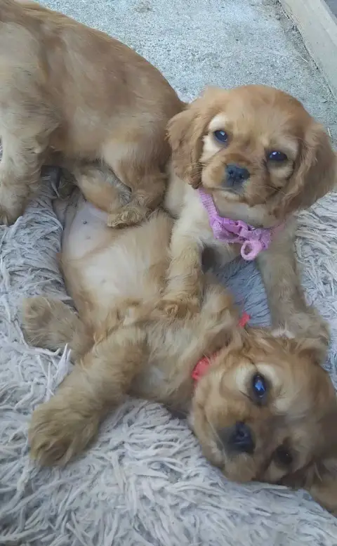 Cavalier King Charles Spaniel  Brillante Adara De La  0b18a photo 2