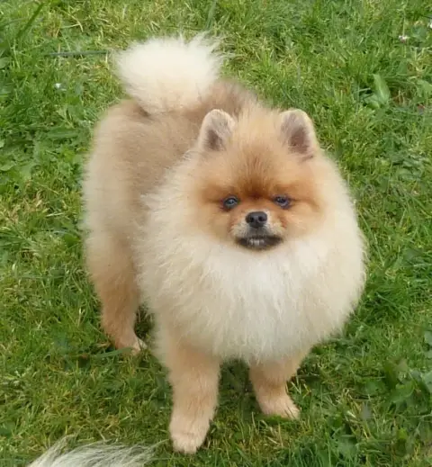 Spitz Allemand  Andy Des Petits Ecureuils photo 2