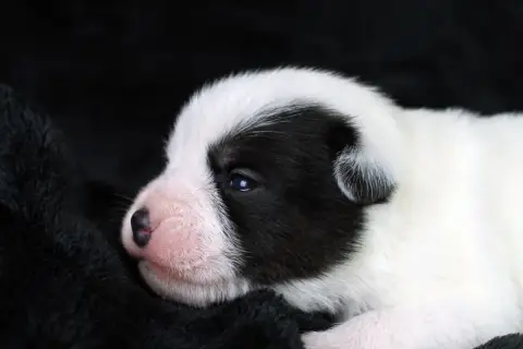 Parson Russell Terrier  Chiot 1 Des Very Important Pa e9874 photo 2