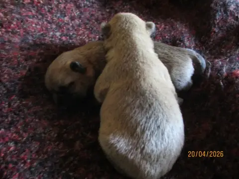 Cairn Terrier  Chiot 2 Des Cedres De Bourdane