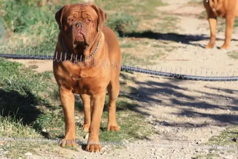 Dogue De Bordeaux  Chiot N°1 Des Trésors D'Anubis photo 2